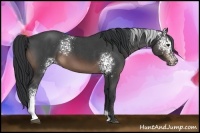 Horse Color:White Spotted Brown Roan 