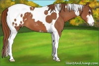Horse Color:Chestnut Sabino Tobiano Appaloosa 