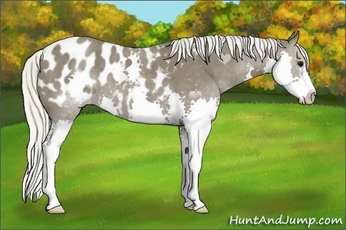 Horse Color:Silver Smoky Black Splash Appaloosa 
