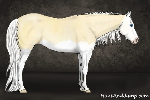 Horse Color:Silver Classic Cream Champagne Dun Splash Rabicano 