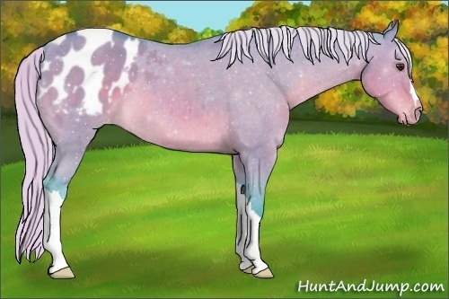 Horse Color:Watercolor Silver Brown Dun Appaloosa 