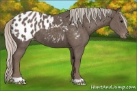 Horse Color:Silver Black Appaloosa