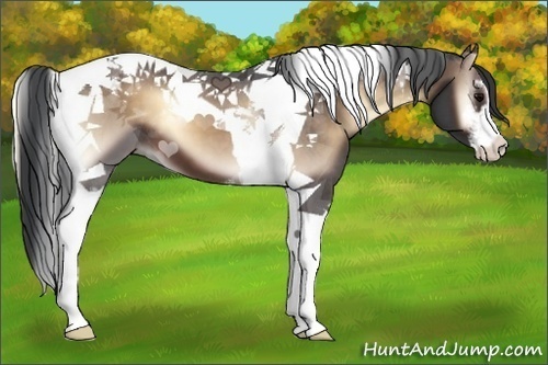 Horse Color:Brown Onyx Sabino Tobiano 