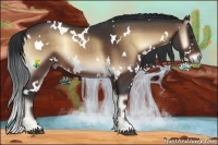 Horse Color:White Spotted Brown Onyx 