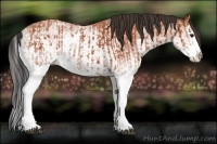 Horse Color:White Spotted Bay Splash and White Spotted Bay Splash