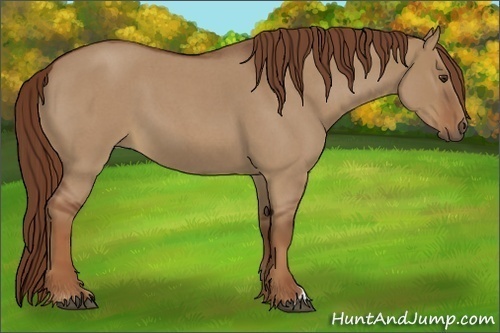 Horse Color:Red Dun Roan
