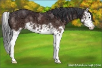 Horse Color:Brown Ice Splash Appaloosa