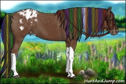Horse Color:Painted Bay Tobiano Appaloosa 