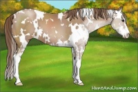 Horse Color:White Spotted Black Pearl Sabino 