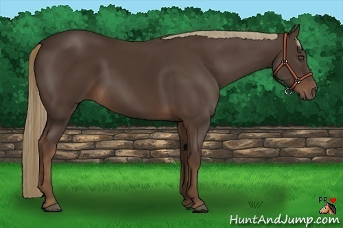 Horse Color:Liver Chestnut 