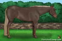 Horse Color:Liver Chestnut 