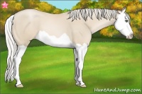 Horse Color:Palomino Pearl Splash