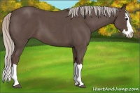 Horse Color:Silver Blue Roan Splash