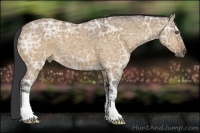 Horse Color:Buckskin Ice Dun 
