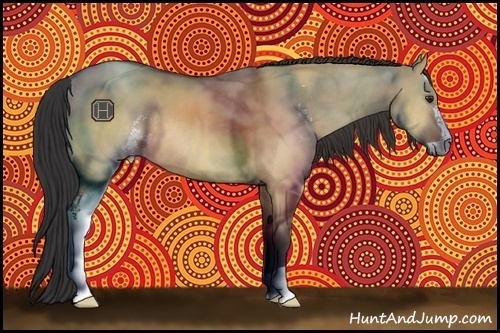 Horse Color:Bay Dun Sabino 