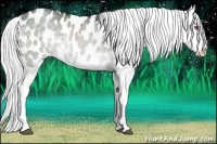 Horse Color:Silver Black Chinchilla Appaloosa