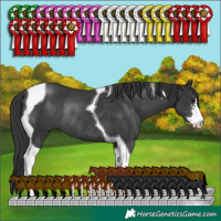 Horse Color:Black Sabino Tobiano Rabicano 