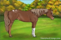 Horse Color:Chestnut Appaloosa