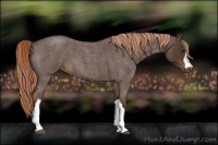 Horse Color:Liver Red Roan 