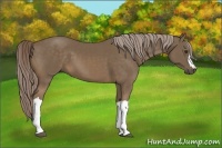Horse Color:Chocolate Palomino 
