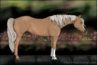 Horse Color:Palomino 