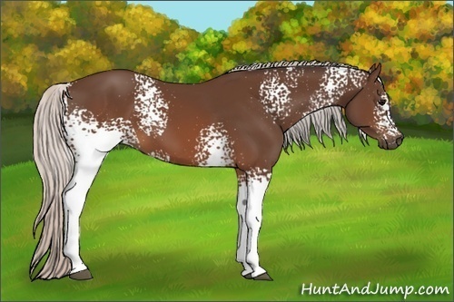 Horse Color:White Spotted Silver Brown