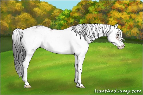 Horse Color:Bay Sabino