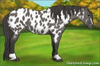 Horse Color:Grullo Sabino Appaloosa