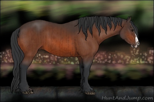 Horse Color:Bay  and Bay Splash 