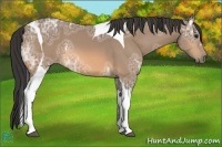 Horse Color:Buckskin Ice Tobiano 