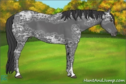 Horse Color:Smoky Black Ice Sabino