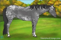 Horse Color:Smoky Black Ice Sabino 