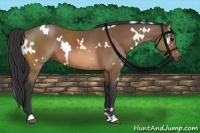 Horse Color:White Spotted Buckskin