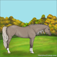 Horse Color:Silver Smoky Grullo