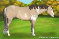 Horse Color:White Spotted Amber Cream Champagne Splash