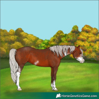 Horse Color:Silver Bay Sabino 