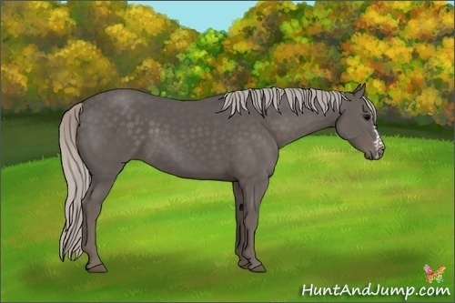 Horse Color:Silver Black Splash Frame