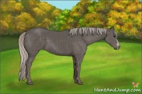 Horse Color:Silver Black Splash Frame 