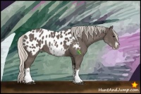 Horse Color:White Spotted Silver Black Splash Appaloosa 