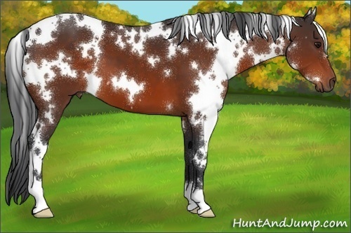 Horse Color:White Spotted Bay 