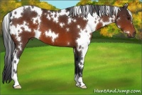 Horse Color:White Spotted Bay 