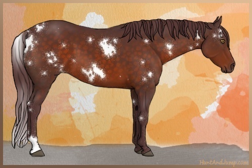 Horse Color:White Spotted Chocolate Brown