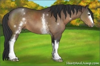 Horse Color:White Spotted Brown 