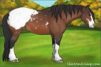 Horse Color:Bay Sabino Appaloosa 