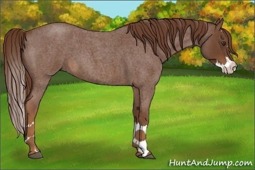 Horse Color:Red Roan Splash 