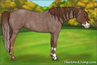Horse Color:Red Roan Splash
