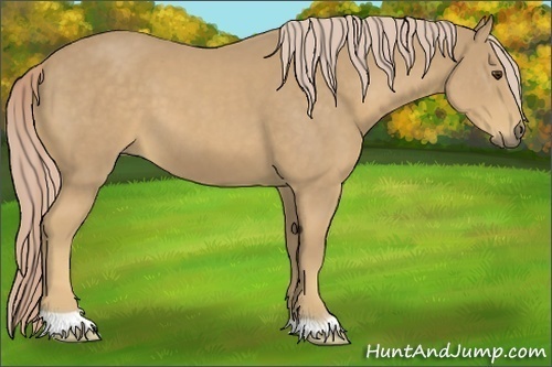 Horse Color:Palomino 