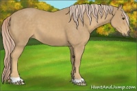 Horse Color:Palomino 