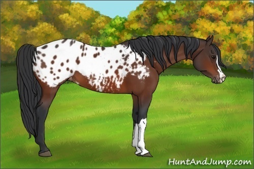 Horse Color:Bay Appaloosa