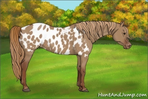 Horse Color:Red Dun Appaloosa 